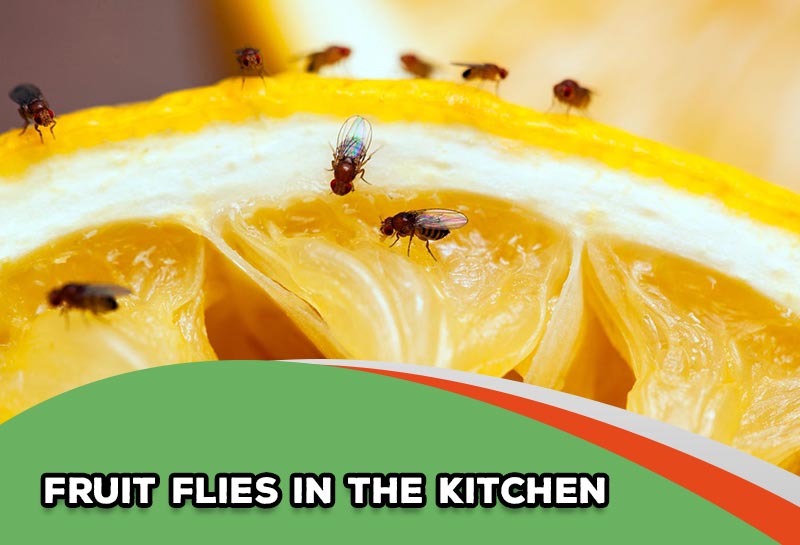 Get Rid Of Fruit Flies In The Kitchen
