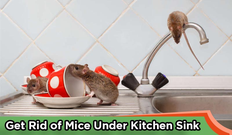 How to Get Rid of Mice Under Kitchen Sink