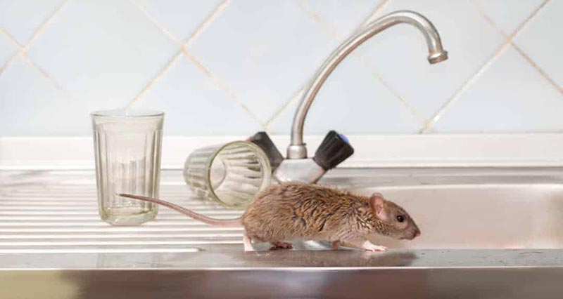 Why do mice go under the sink